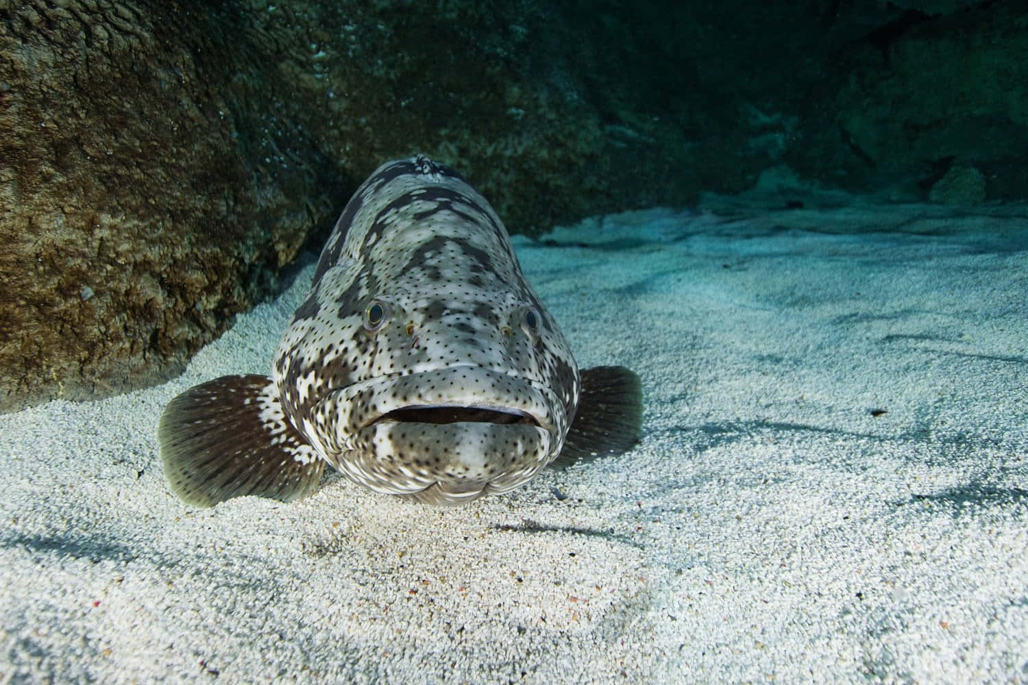 Goliath Grouper Rustend Op Oceaanbodem Achtergrond