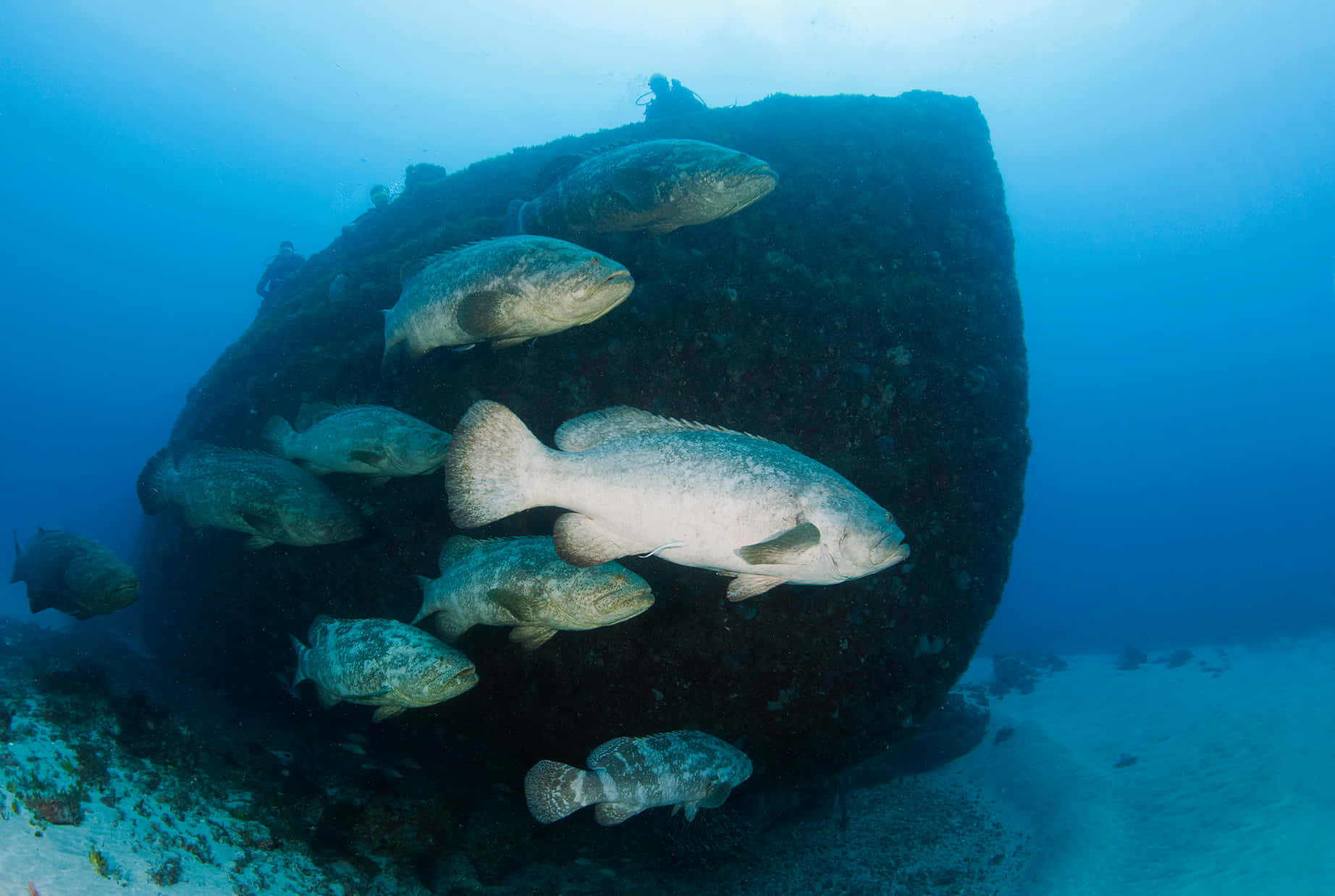 Goliath Grouper School Rondom Wrak Achtergrond