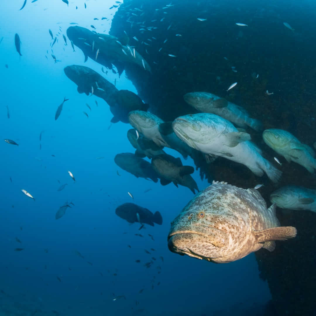 Goliath Grouper School Underwater Wallpaper