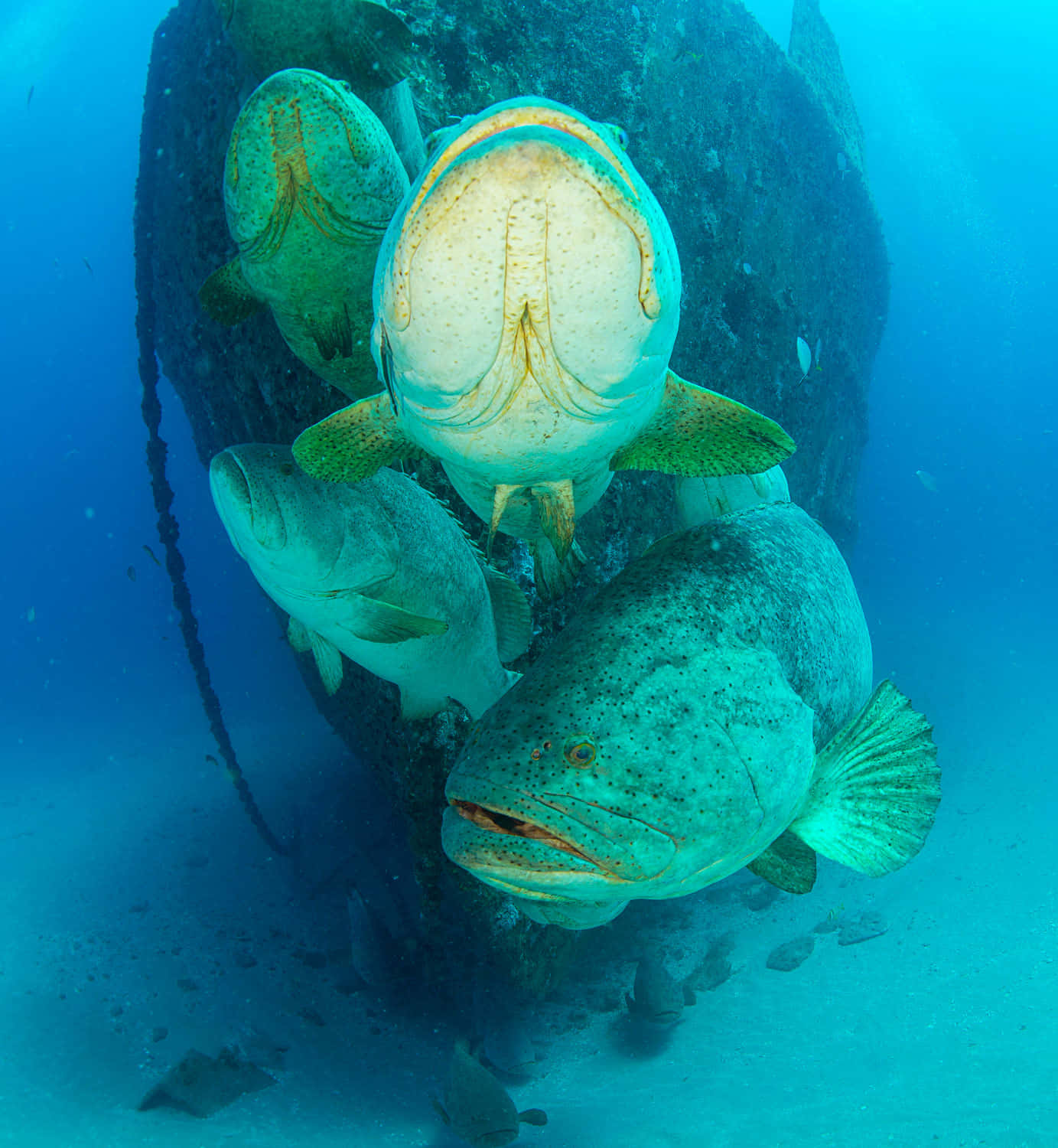 Goliath Grouper School Wreck Diving Wallpaper