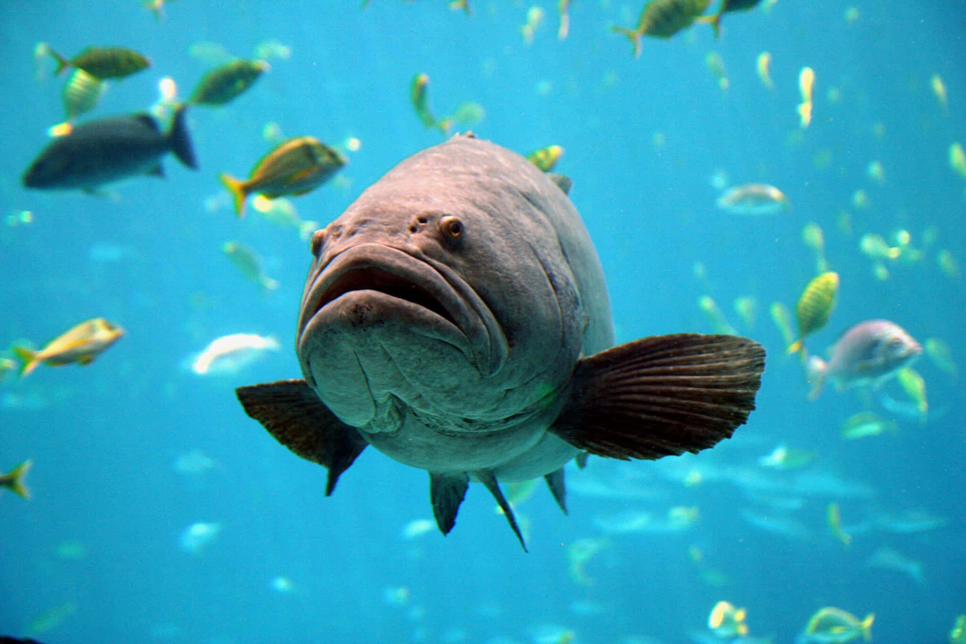 Goliath Grouper Swimming Underwater.jpg Wallpaper