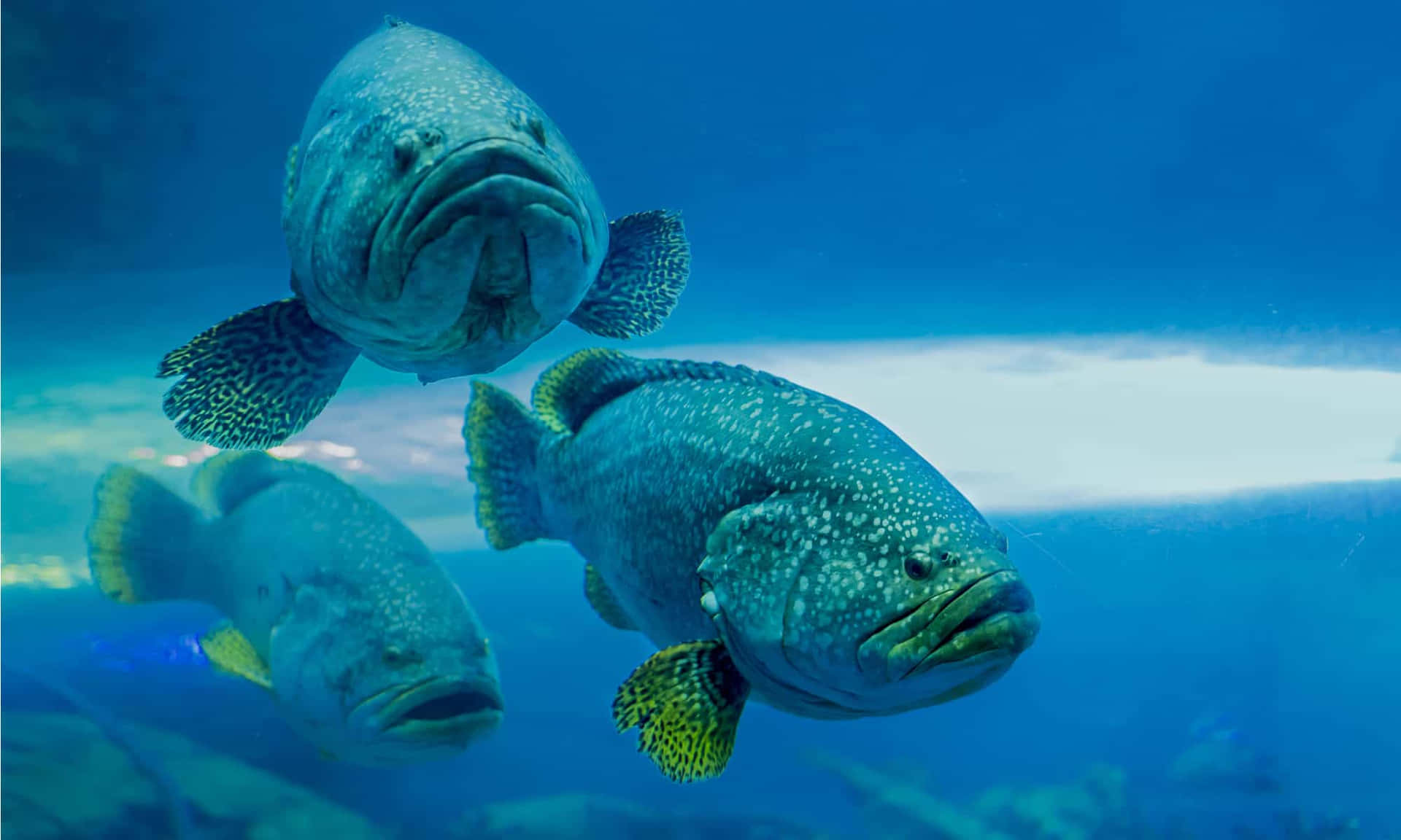 Goliath Grouper Trio Underwater Wallpaper