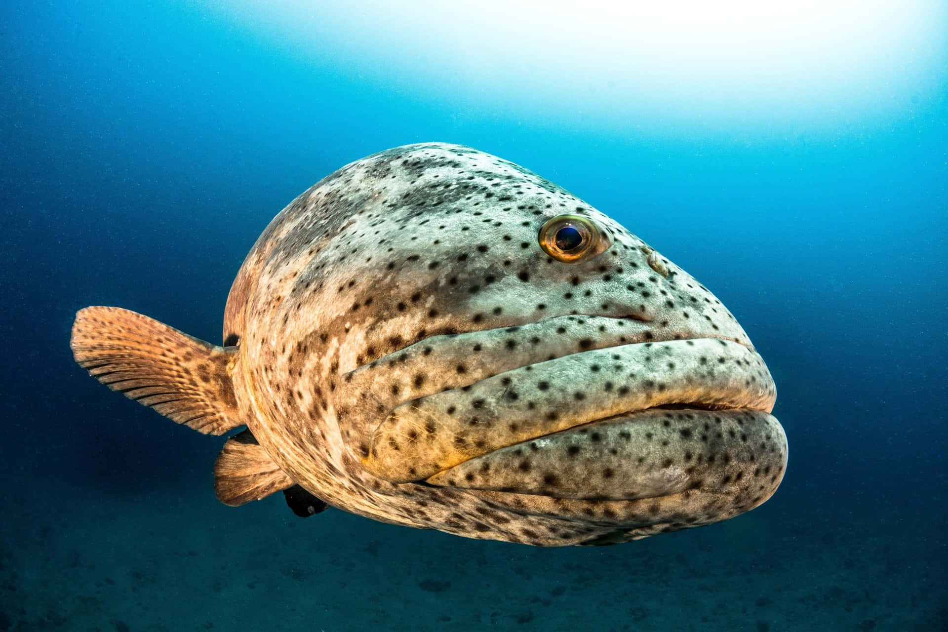 Goliath Grouper Onderwaterportret Achtergrond