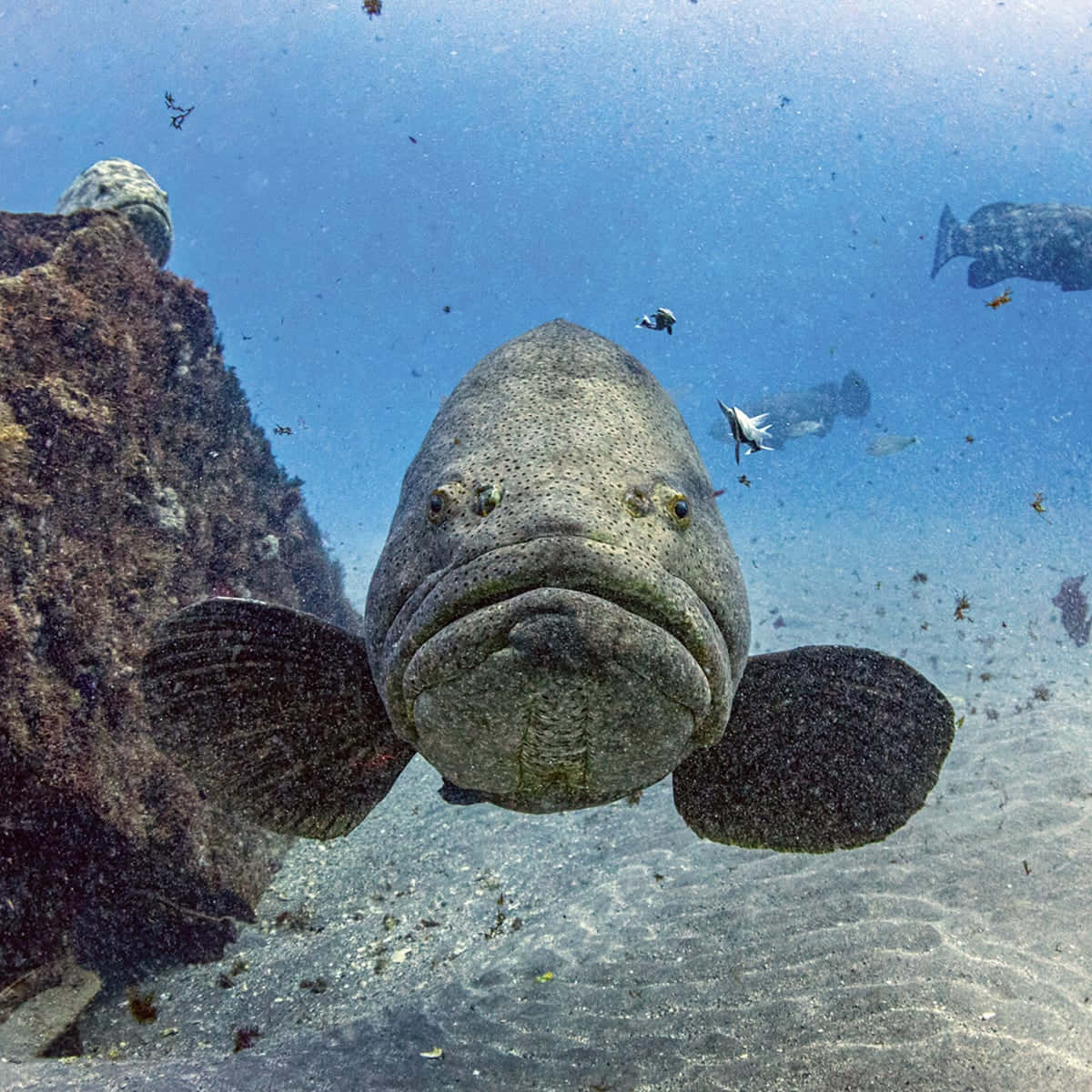 Goliath Grouper Onderwaterportret Achtergrond