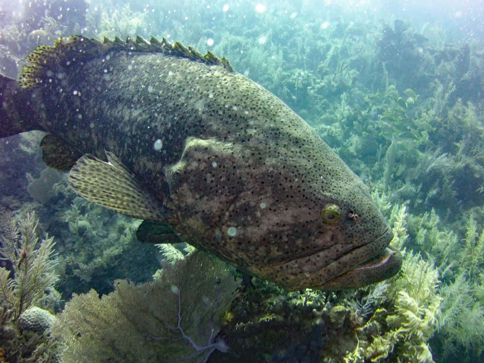 Goliath Grouper Underwater Reef Wallpaper