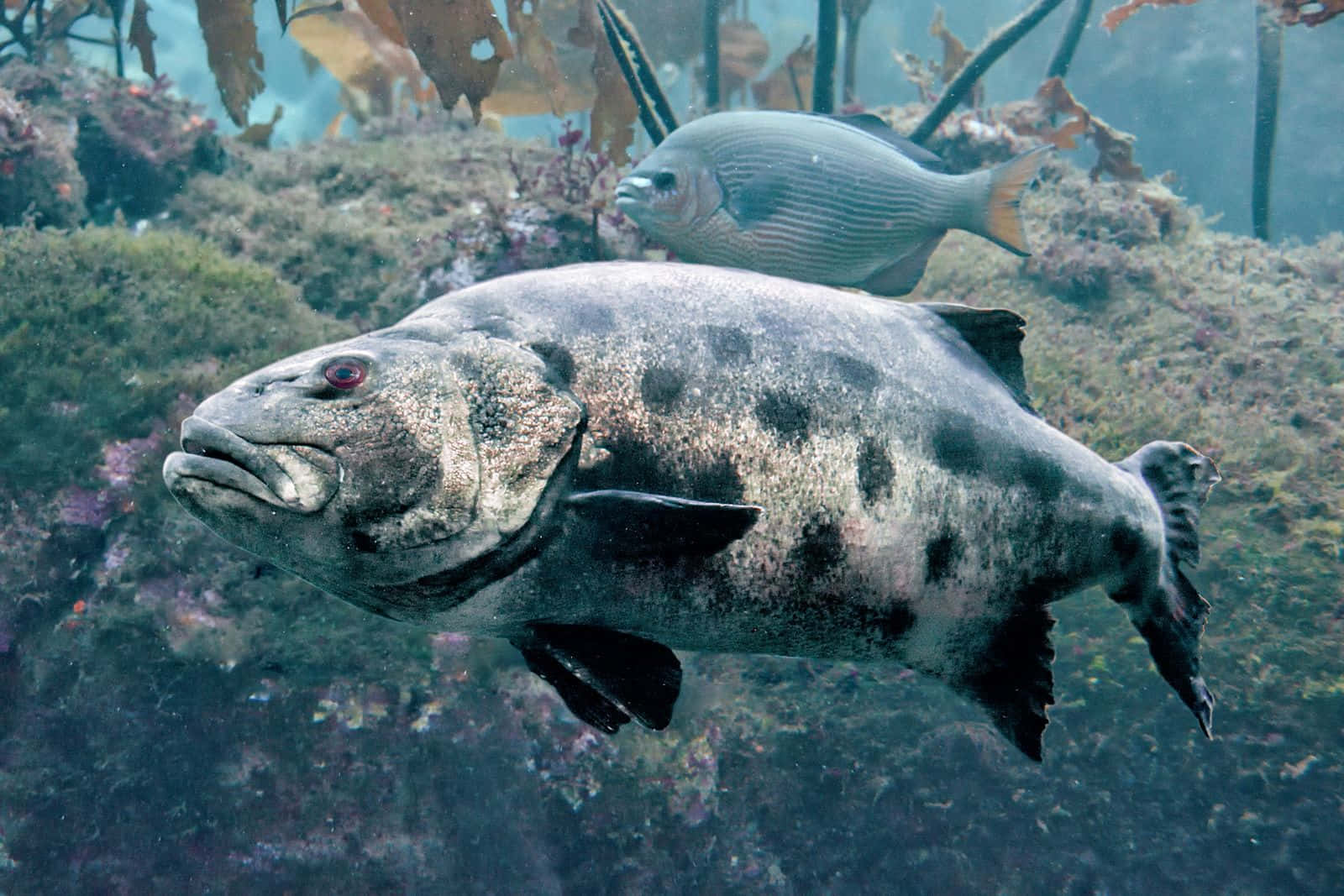 Goliath Grouper Underwater Scene Wallpaper