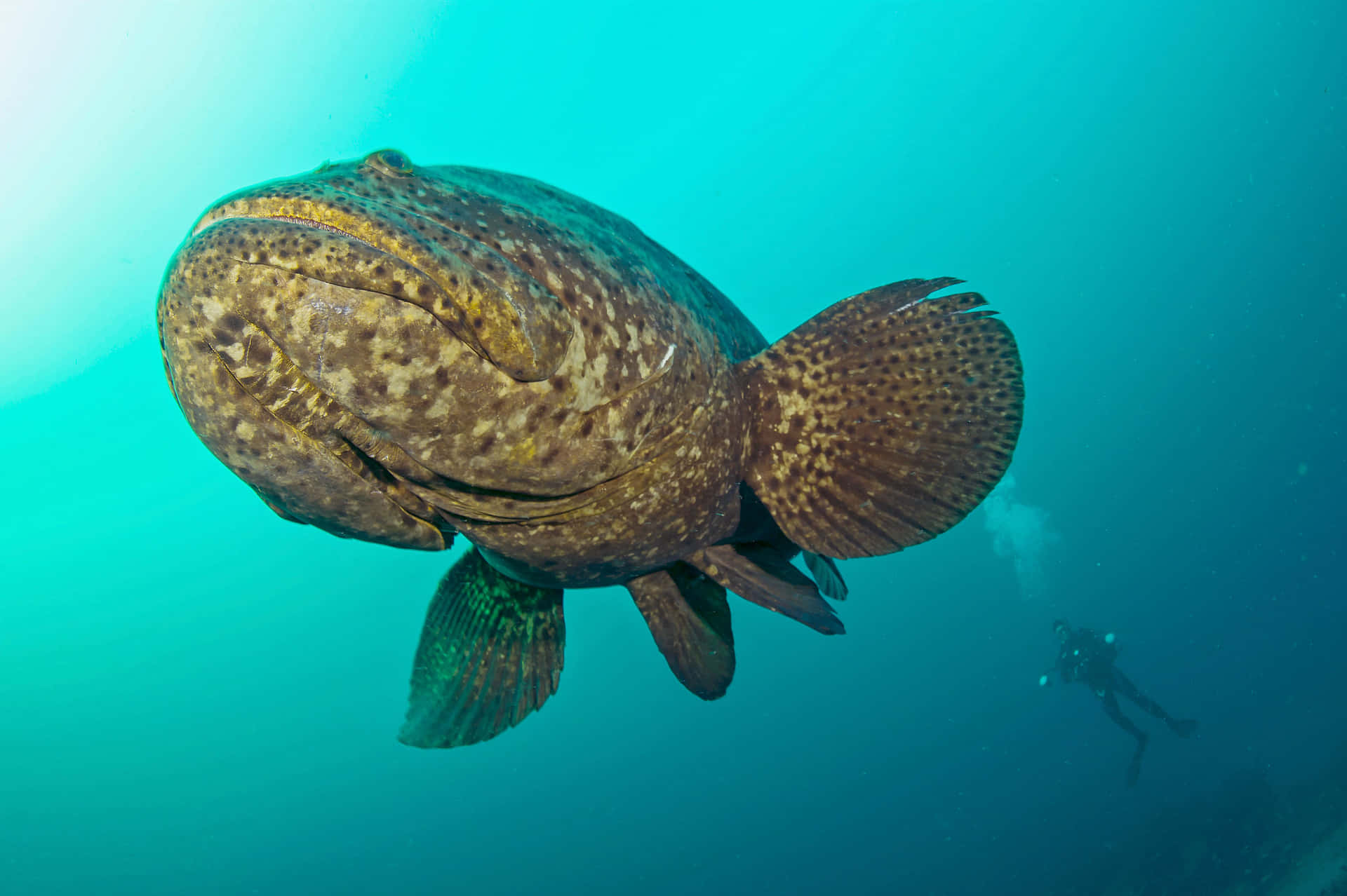 Goliath Grouper With Diver Underwater Wallpaper