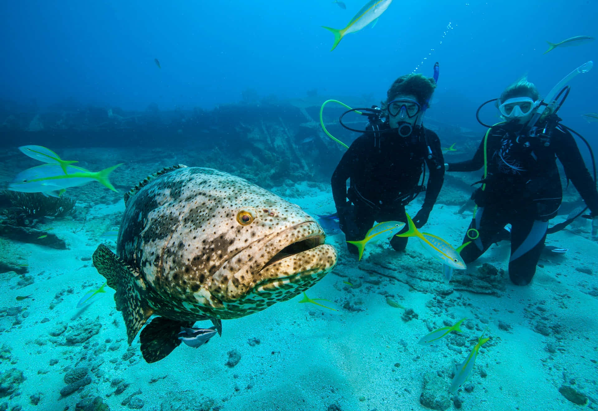 Goliath Grouper Met Duikers Achtergrond