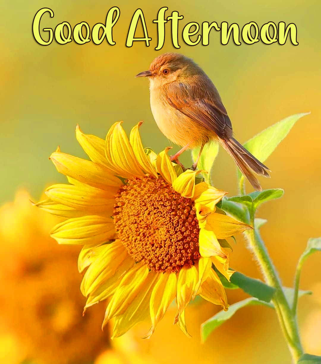 Good Afternoon Greetings Bird Sunflower Picture