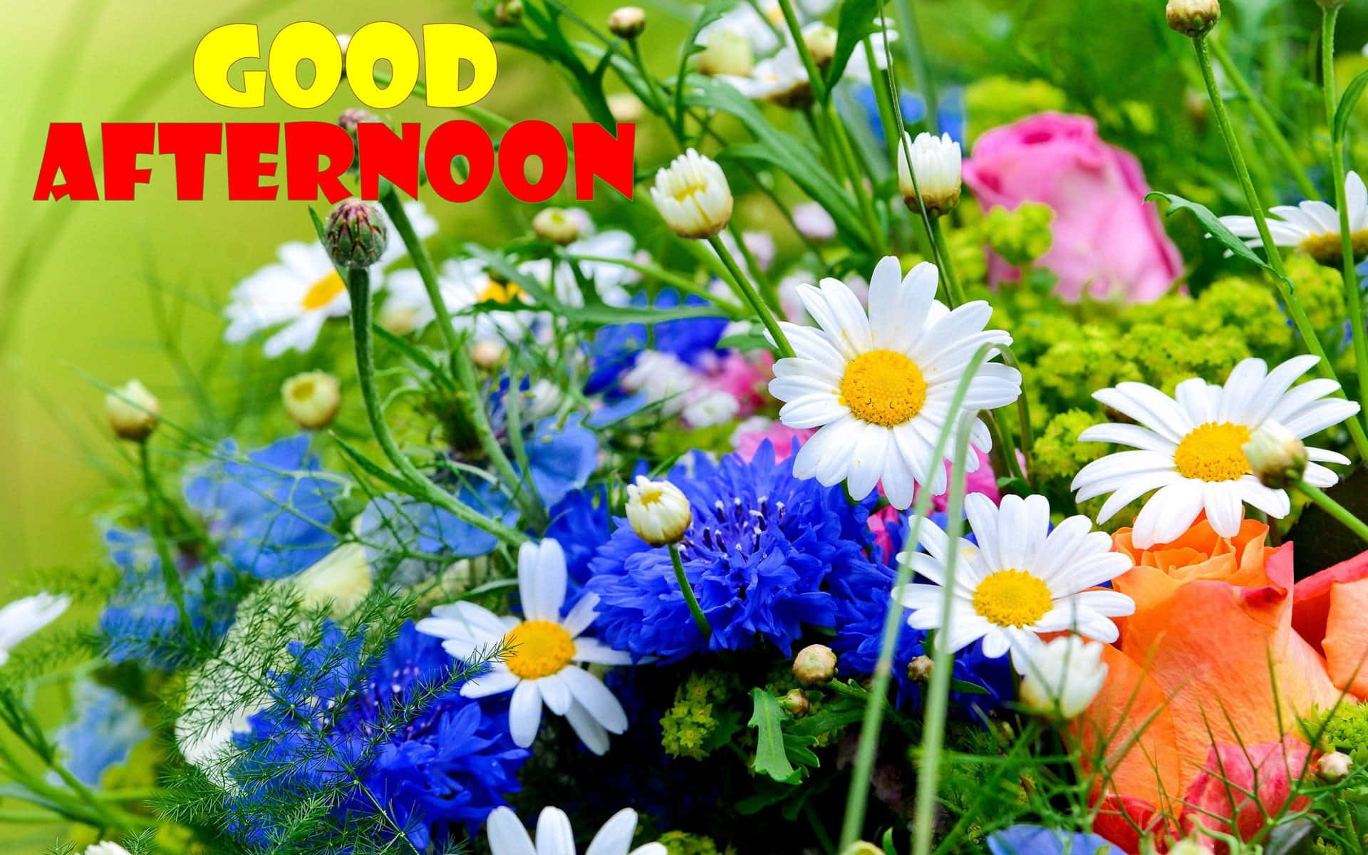 Download Good Afternoon Spring Flowers Picture | Wallpapers.com