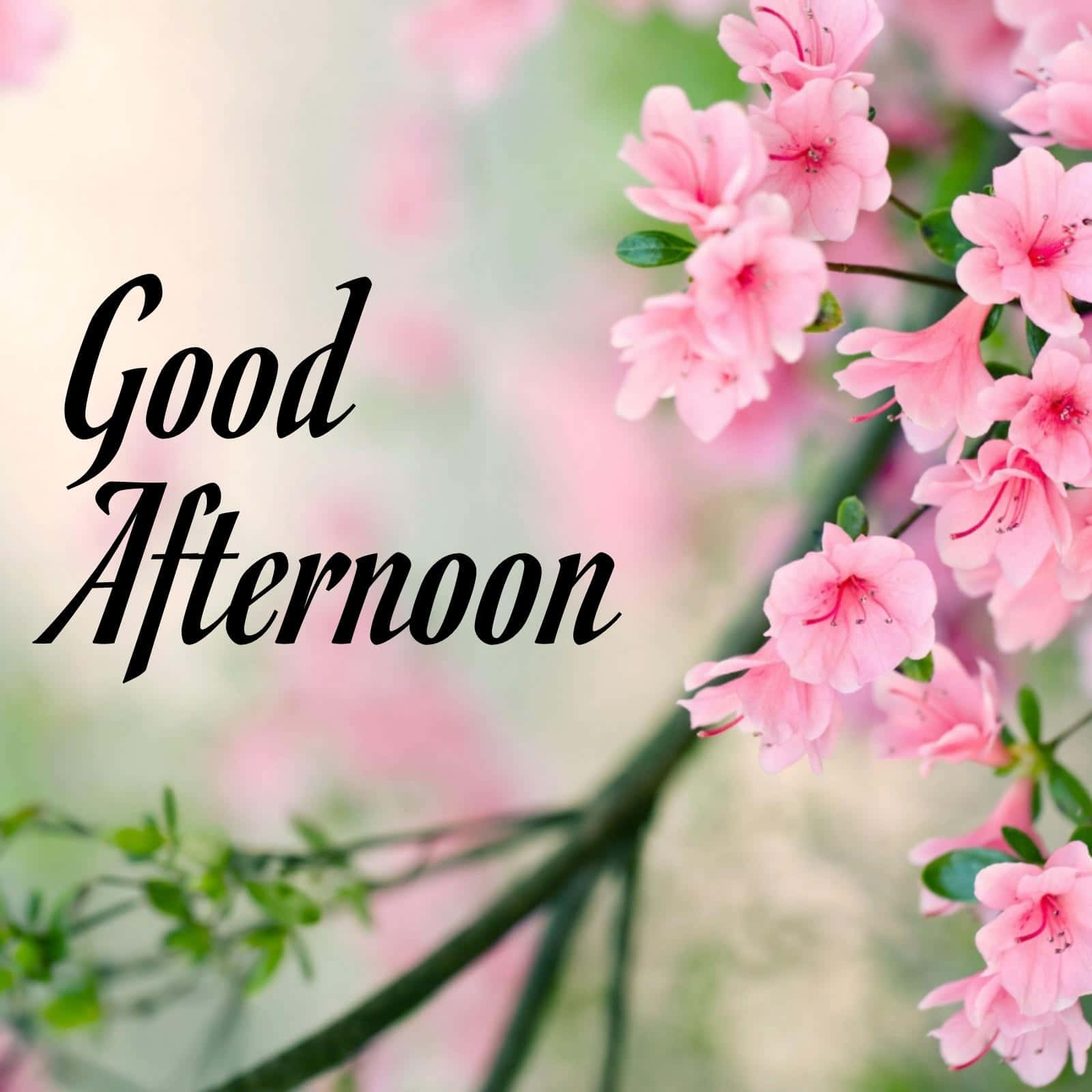 Download Good Afternoon Peach Blossom Picture | Wallpapers.com