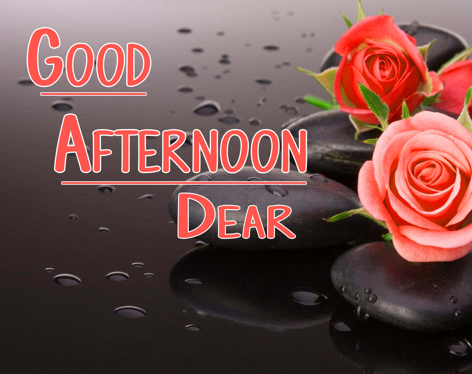 Download Good Afternoon Red Pink Roses Picture | Wallpapers.com