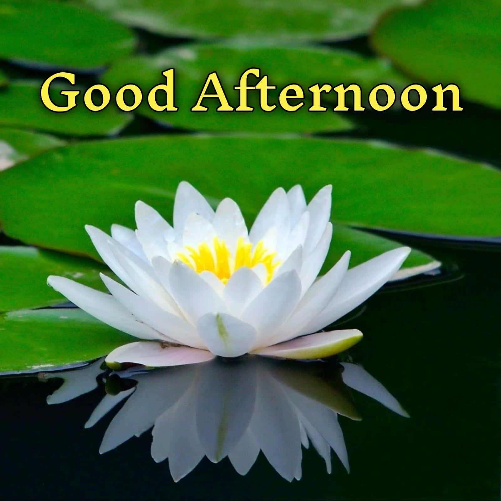 Download Good Afternoon Greetings Lotus Picture | Wallpapers.com