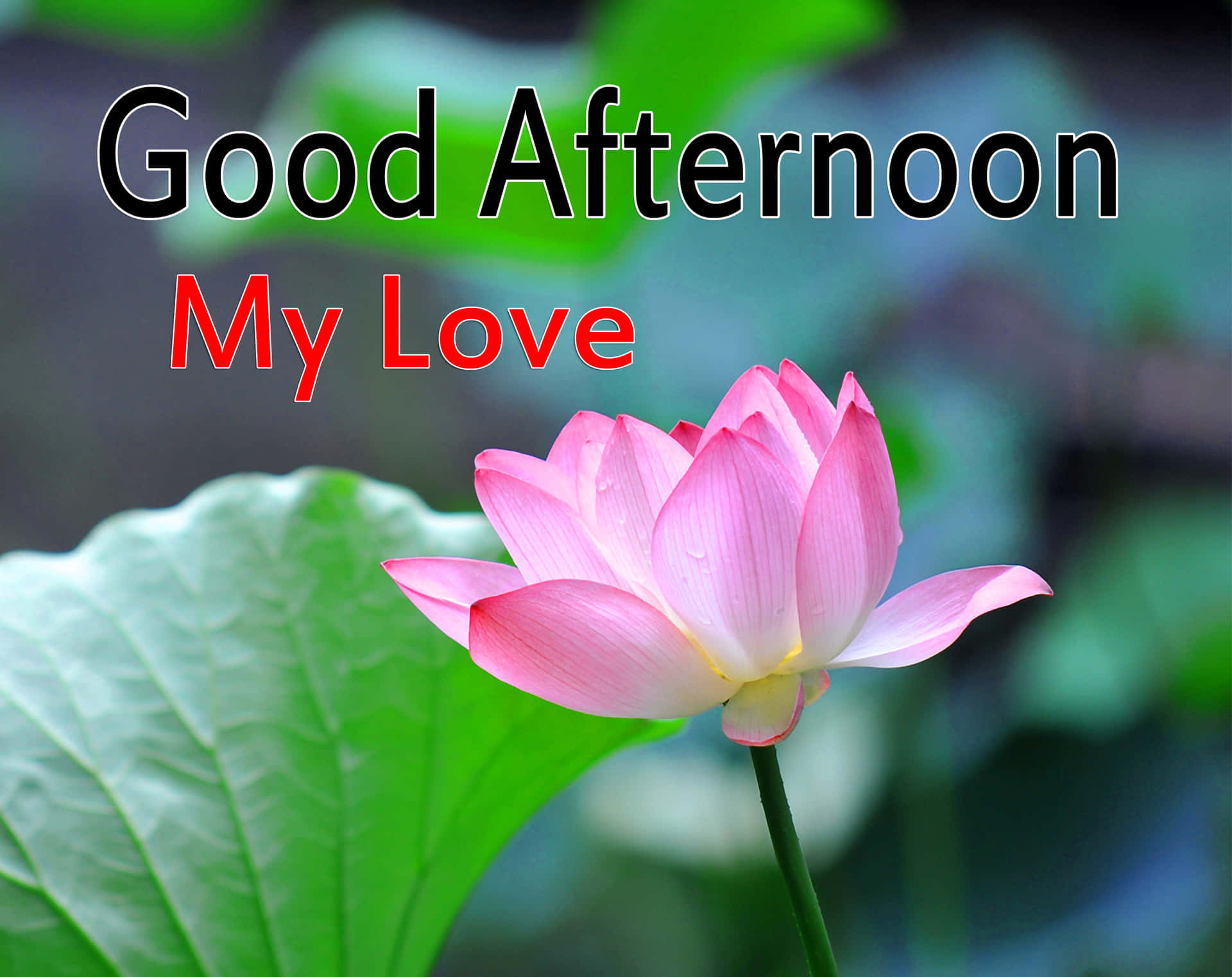 Download Good Afternoon My Love Lotus Picture | Wallpapers.com