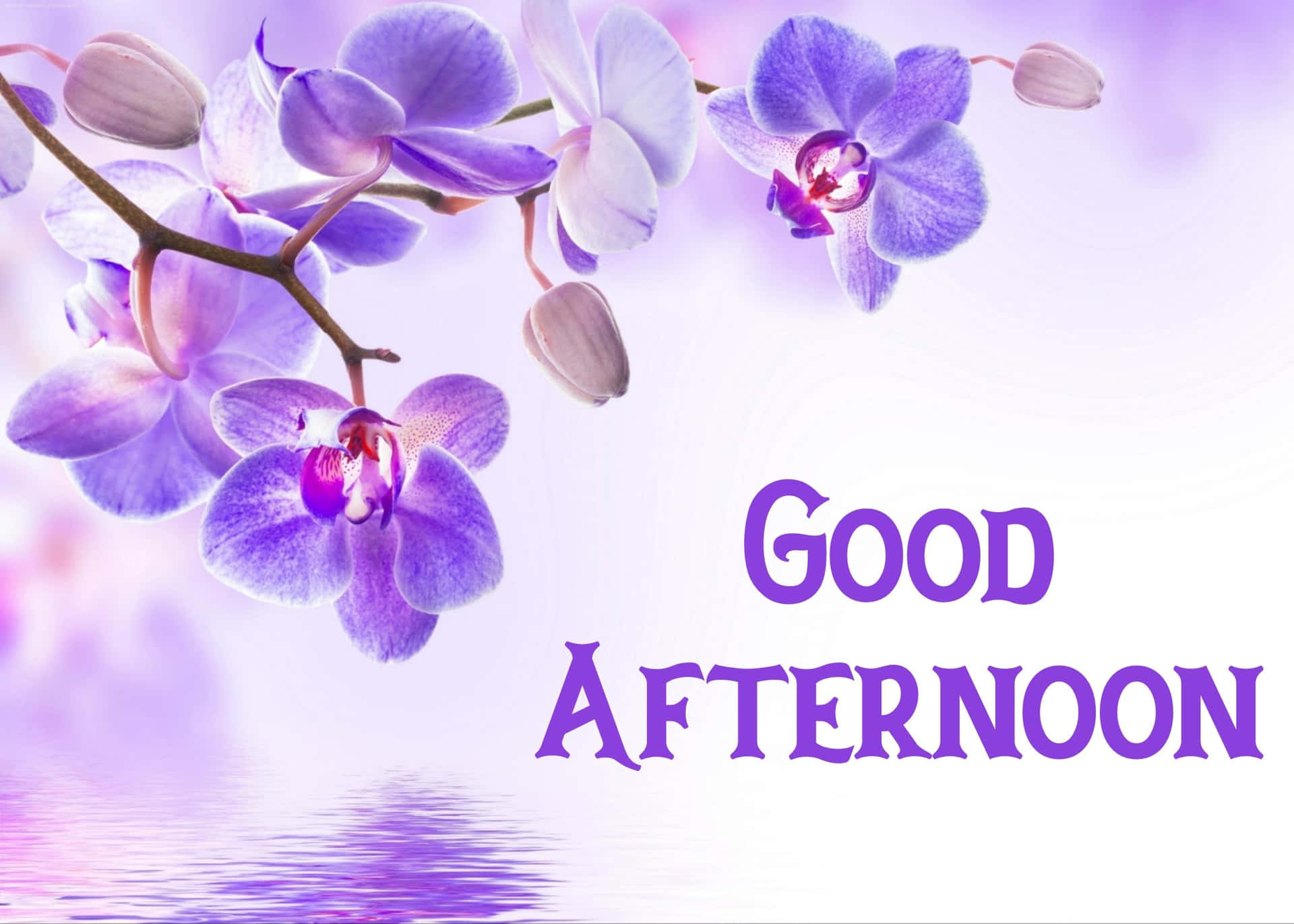 Download Good Afternoon Purple Flowers Picture | Wallpapers.com