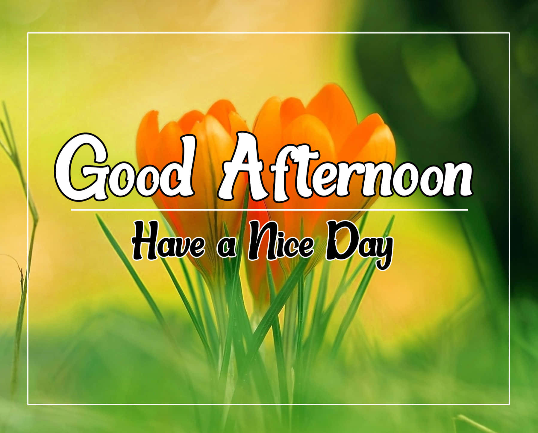 Download Good Afternoon Have A Nice Day Picture | Wallpapers.com