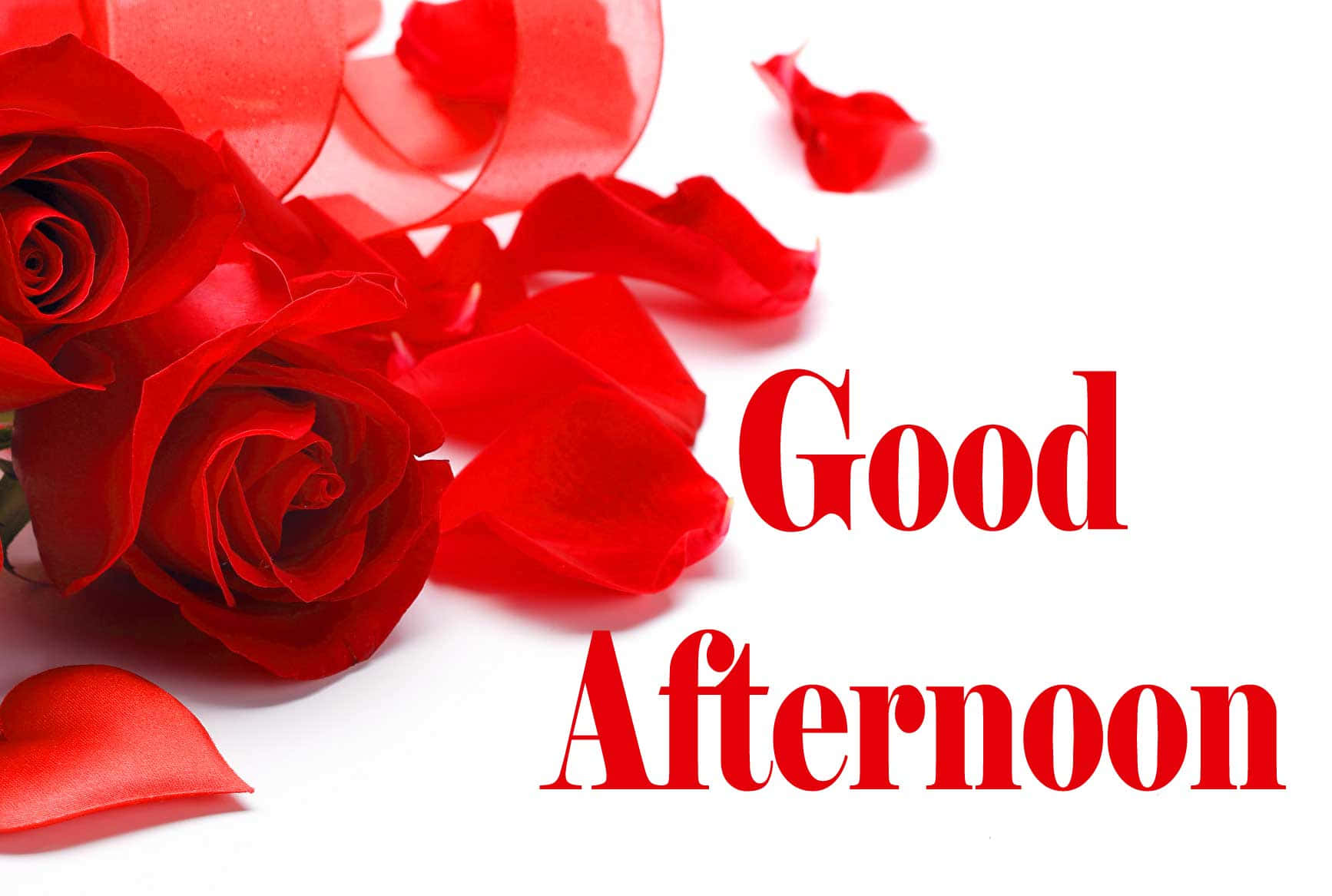 Download Good Afternoon Red Roses Love Picture | Wallpapers.com