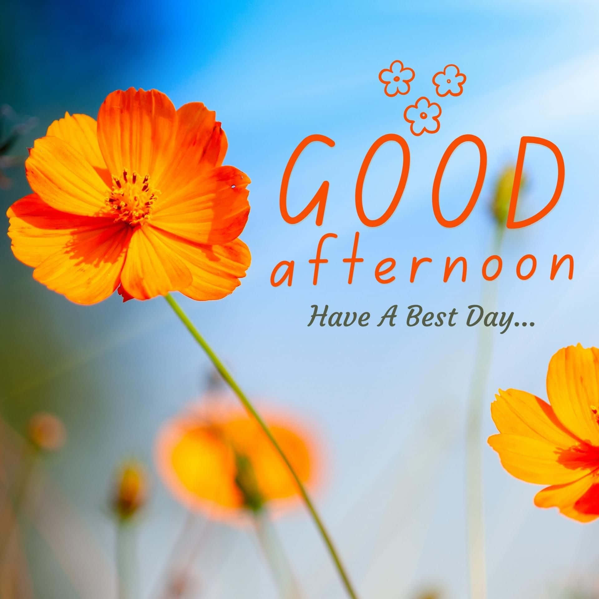 Download Good Afternoon Best Day Flowers Picture | Wallpapers.com