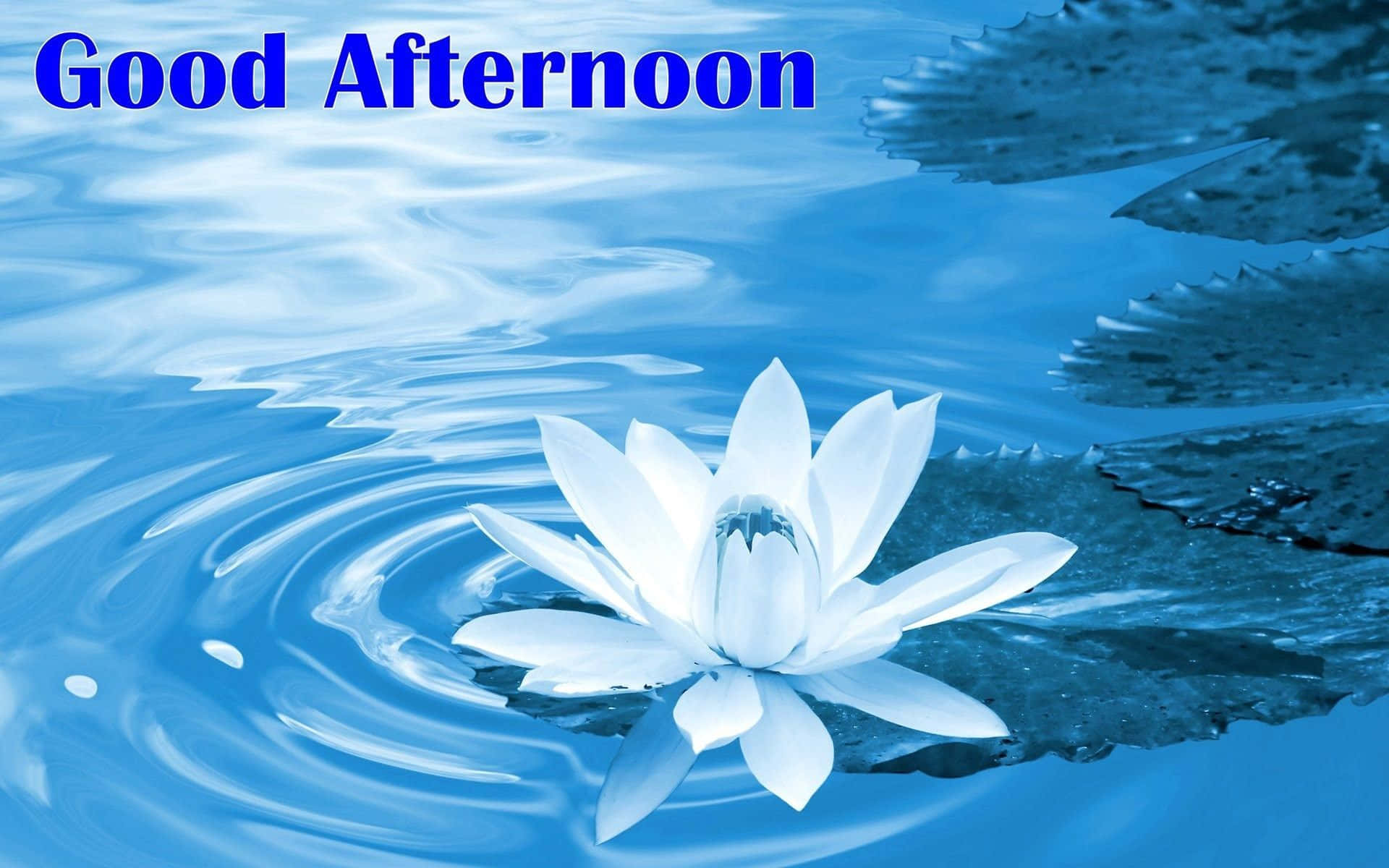 Godeftermiddag Lotusblå Estetiska Bilder