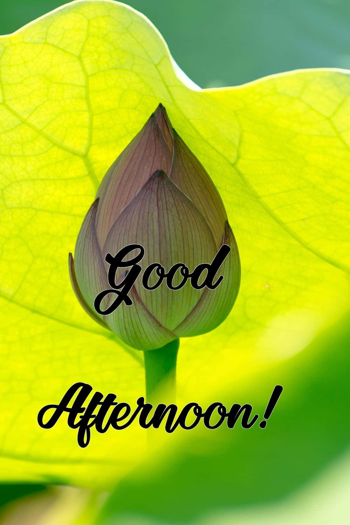 Good Afternoon Flower Leaf Picture