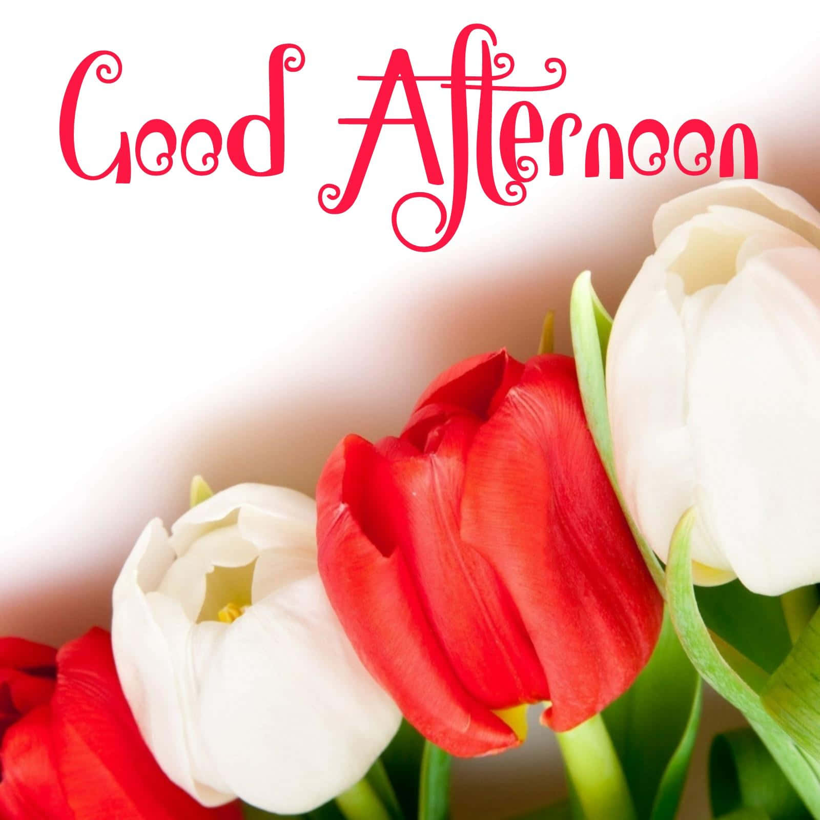 Download Good Afternoon Greetings Tulips Picture | Wallpapers.com