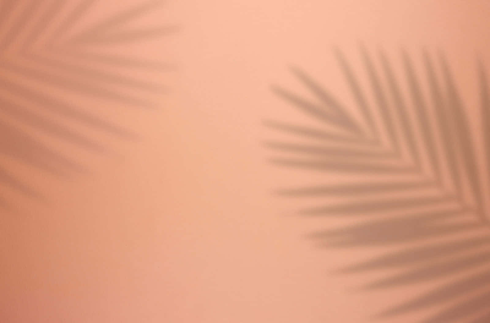 A Shadow Of Palm Leaves On A Pink Background