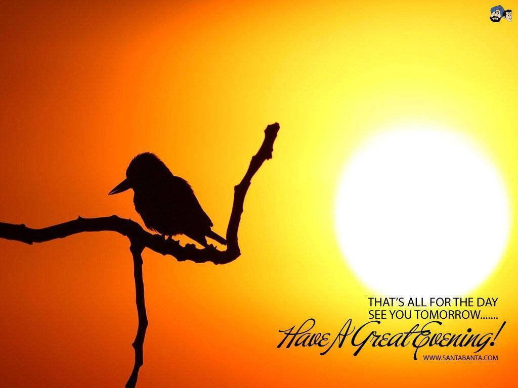 Good Evening Bird Silhouette Wallpaper