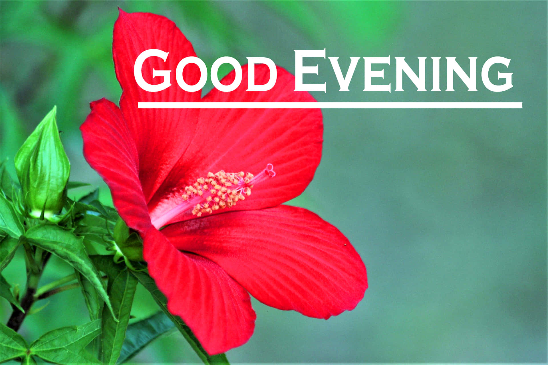 “Good Evening - Make the most of your evening!”