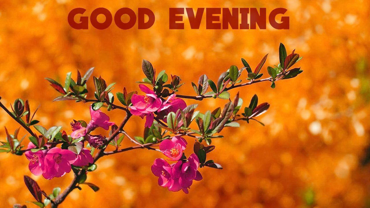 Download Good Evening Pink Flowers Wallpaper | Wallpapers.com