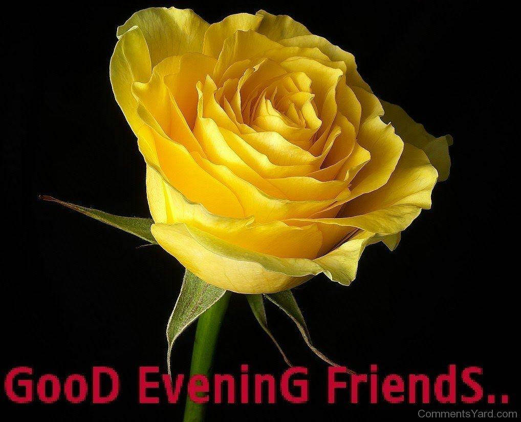 Good Evening Rose Wallpaper