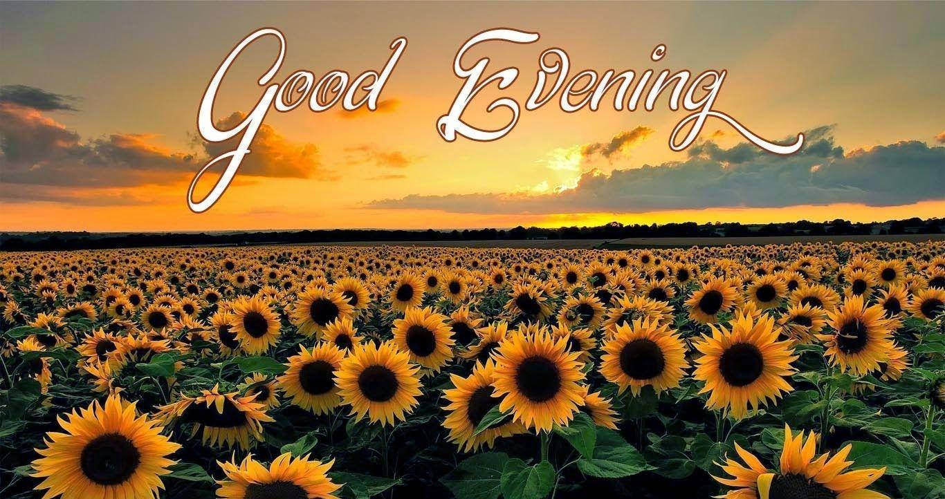 Download Good Evening Sunflower Field Wallpaper | Wallpapers.com