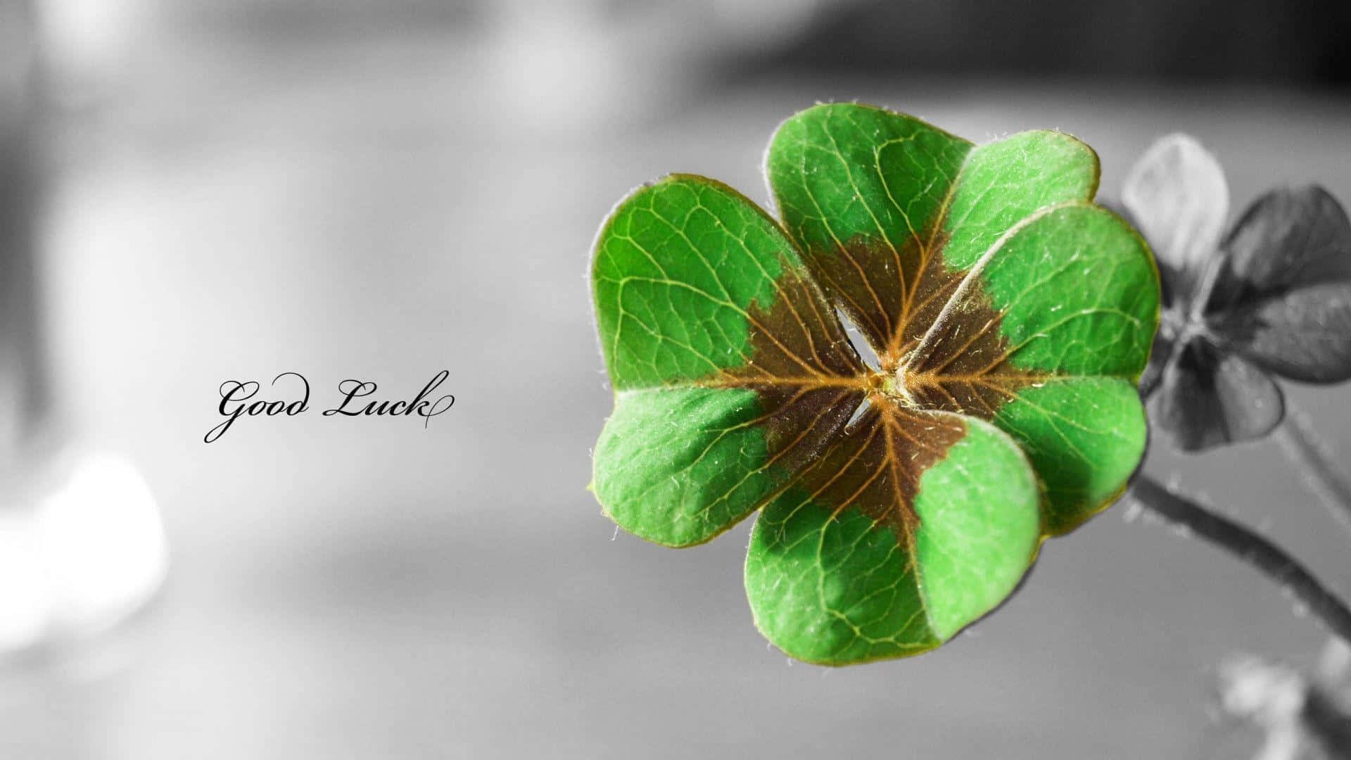 A Clover With The Words Good Luck On It