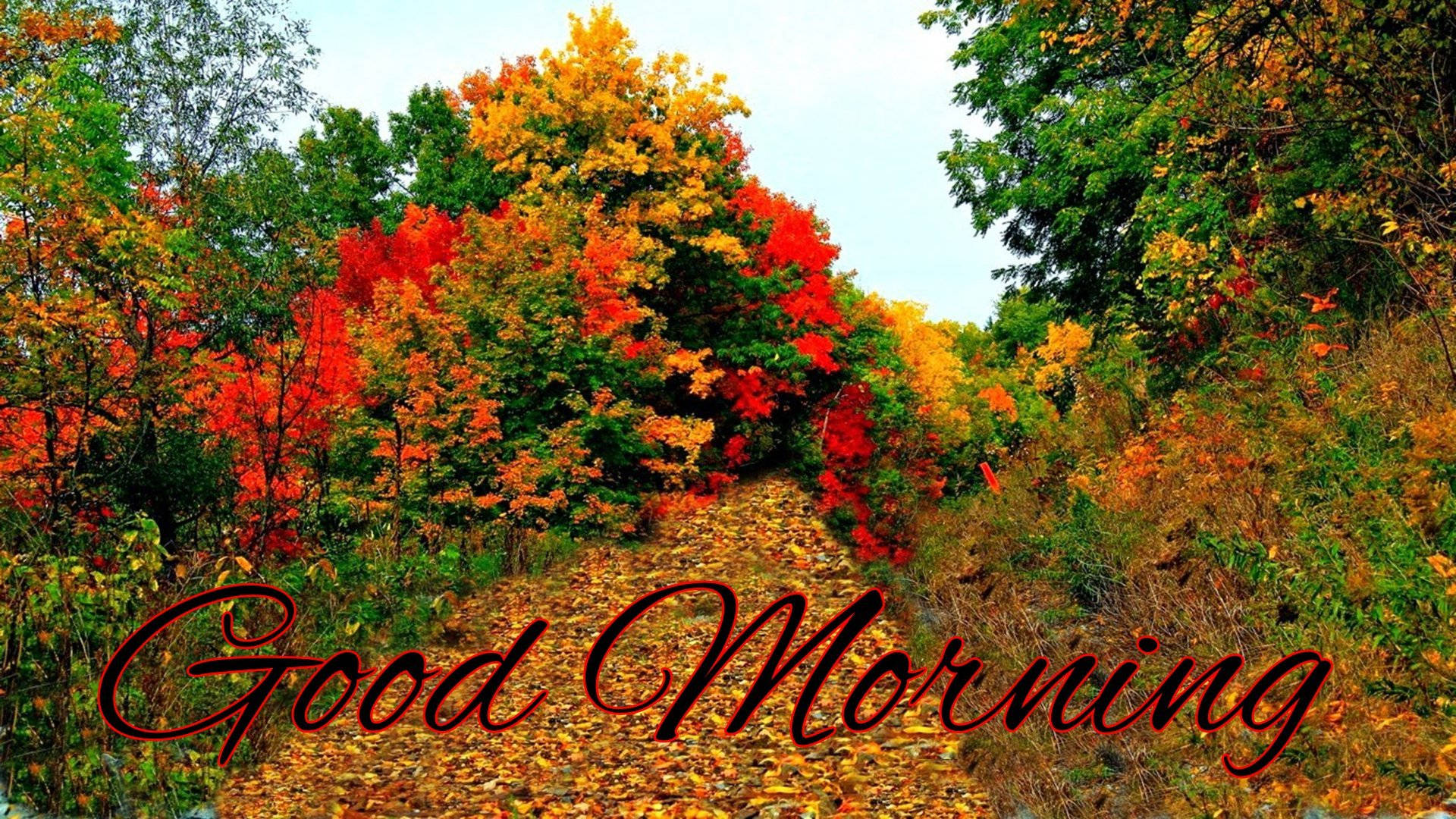 Good Morning Autumn Forest Wallpaper