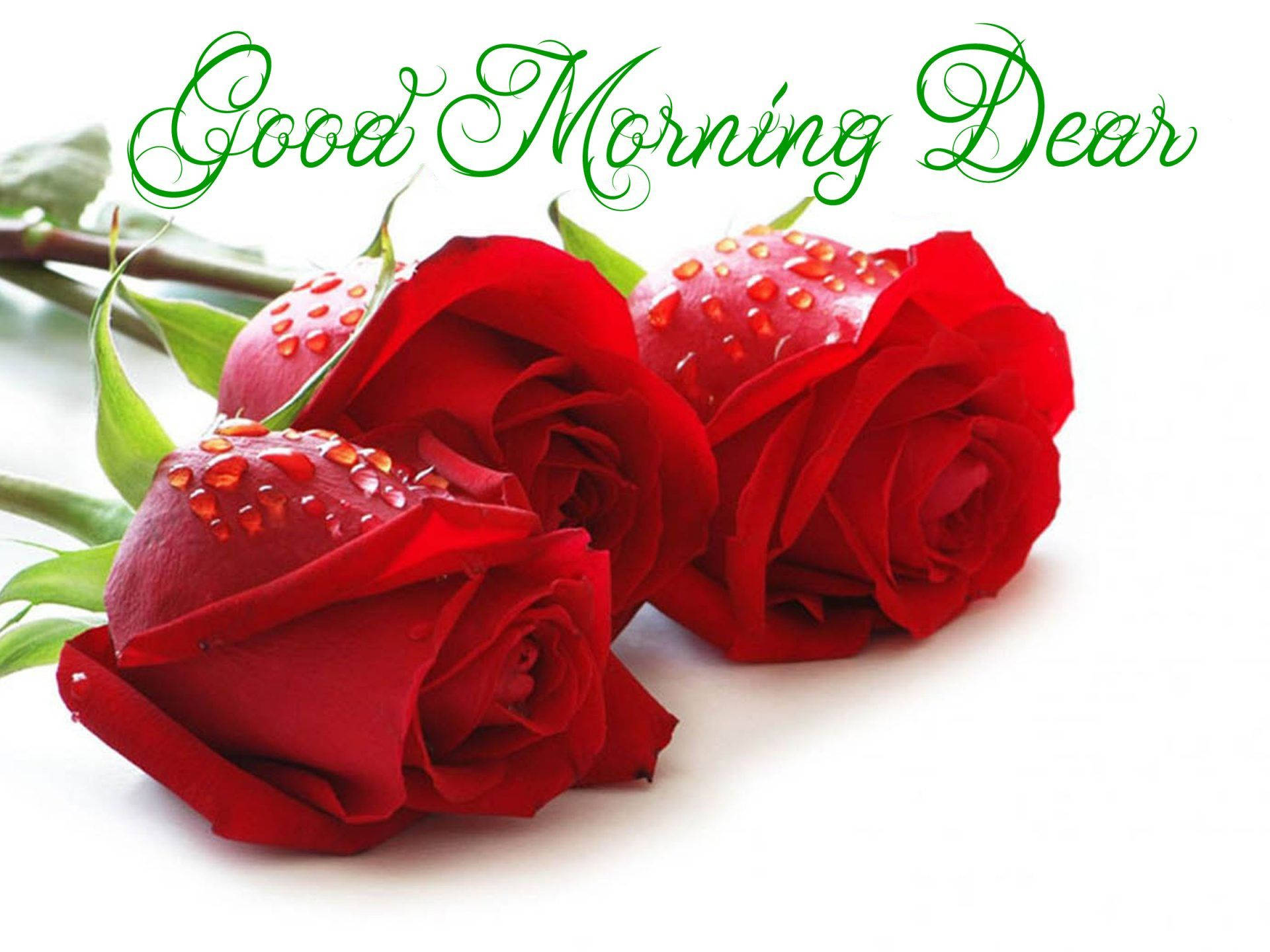 Good Morning Dear Roses Wallpaper