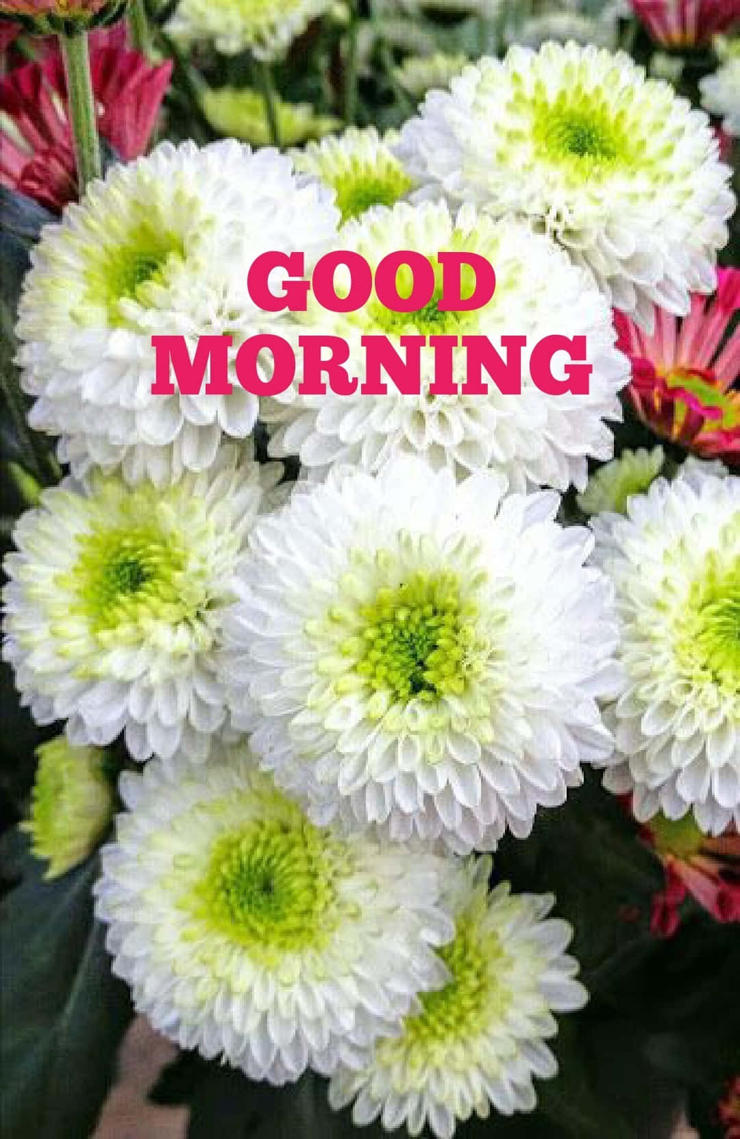 Good Morning White Yellow Flower Picture
