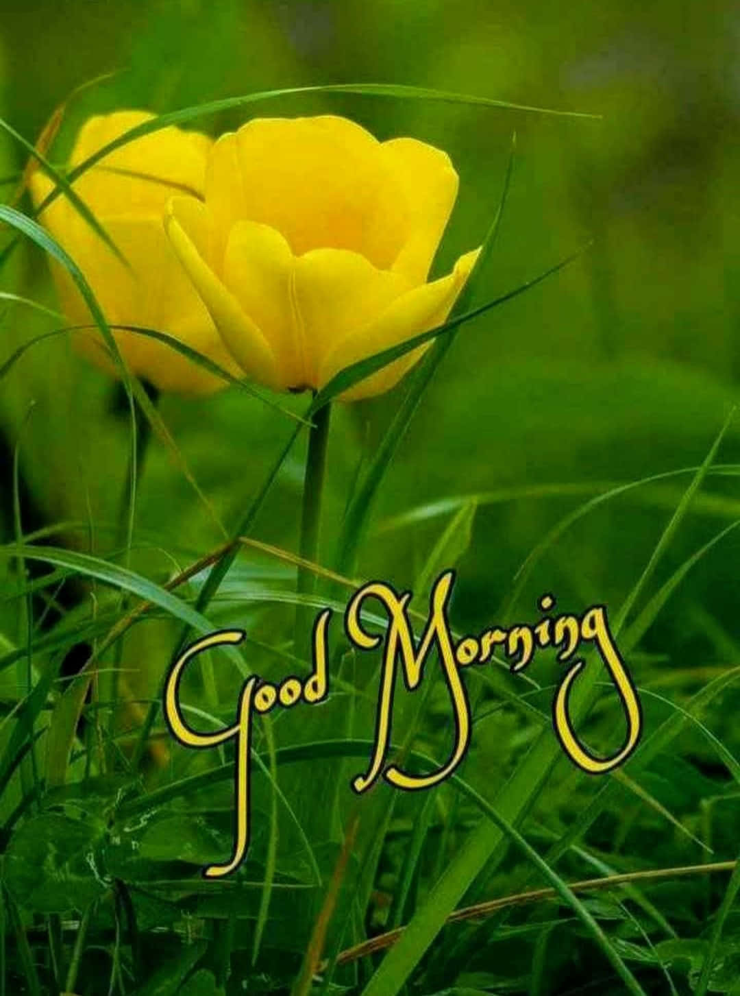 Good Morning Yellow Flower Picture