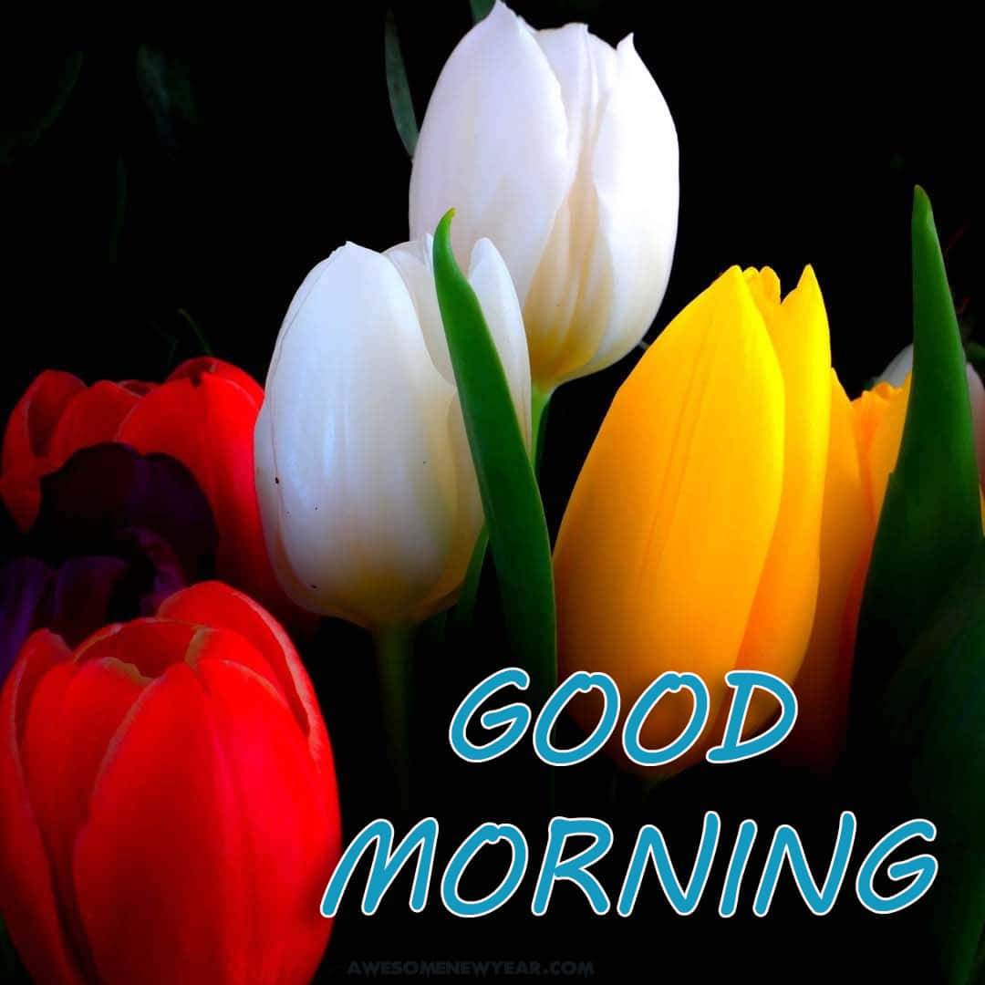 Good Morning Tulip Flower Picture