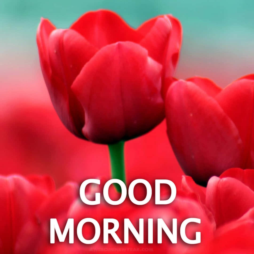 Good Morning Red Flower Picture