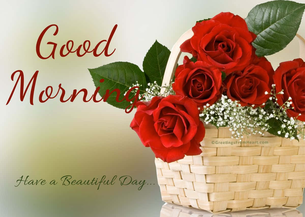 Download Good Morning Red Rose Flower Picture | Wallpapers.com