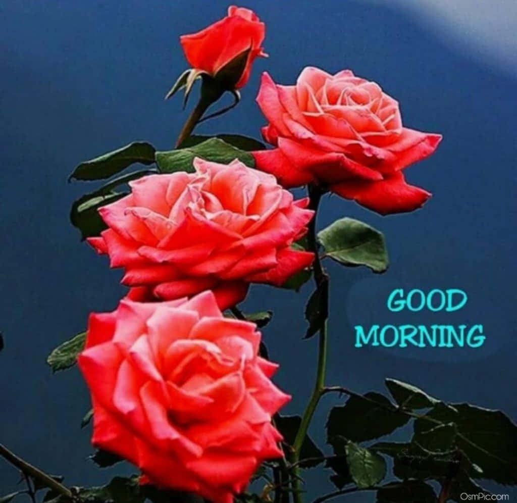 Good Morning Pink Rose Flower Picture
