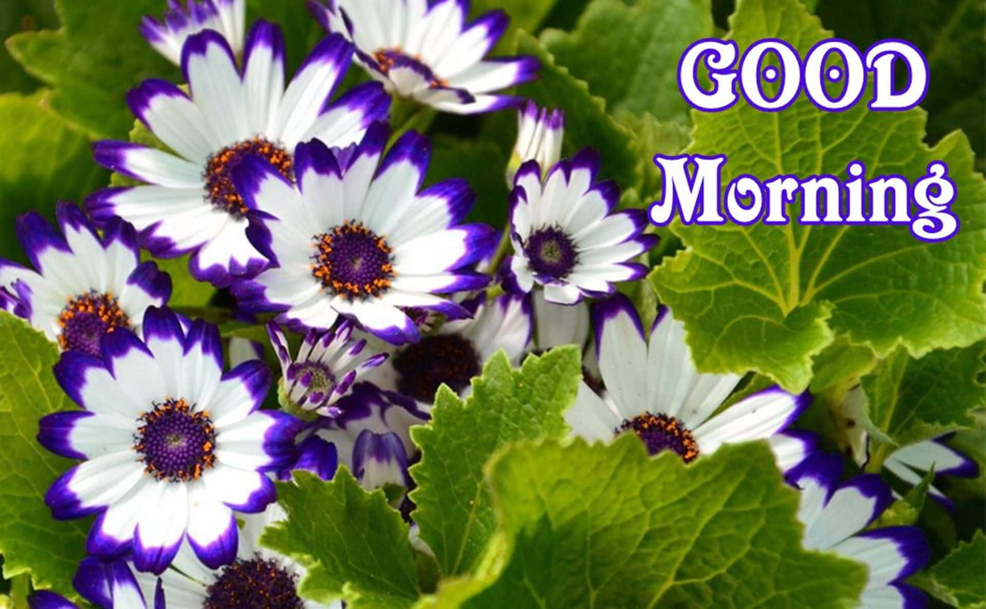 Good Morning White Violet Flower Picture