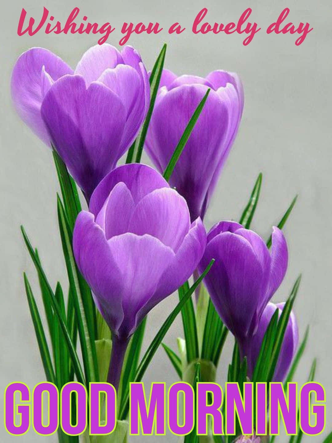 Good Morning Lovely Tulip Flower Picture