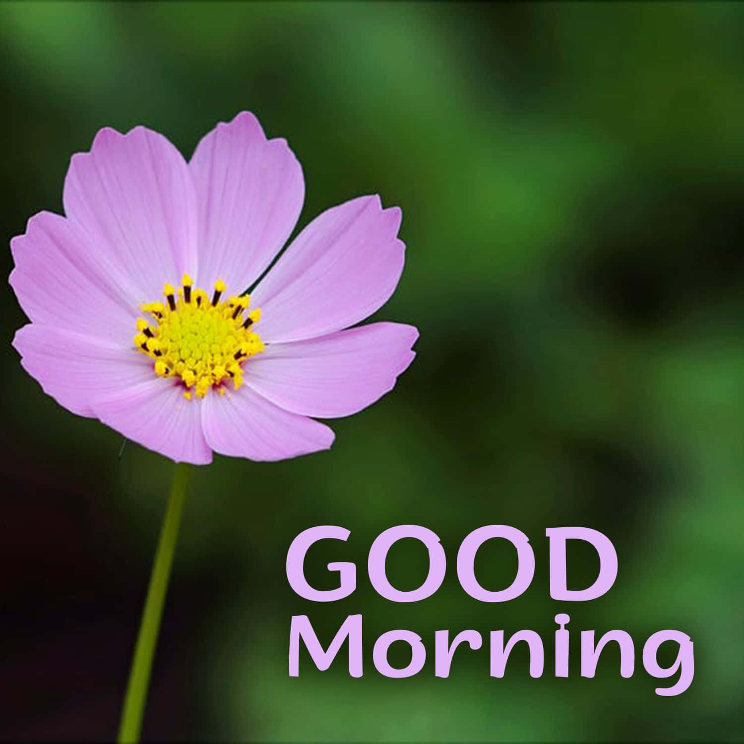 Good Morning Purple Flower Picture
