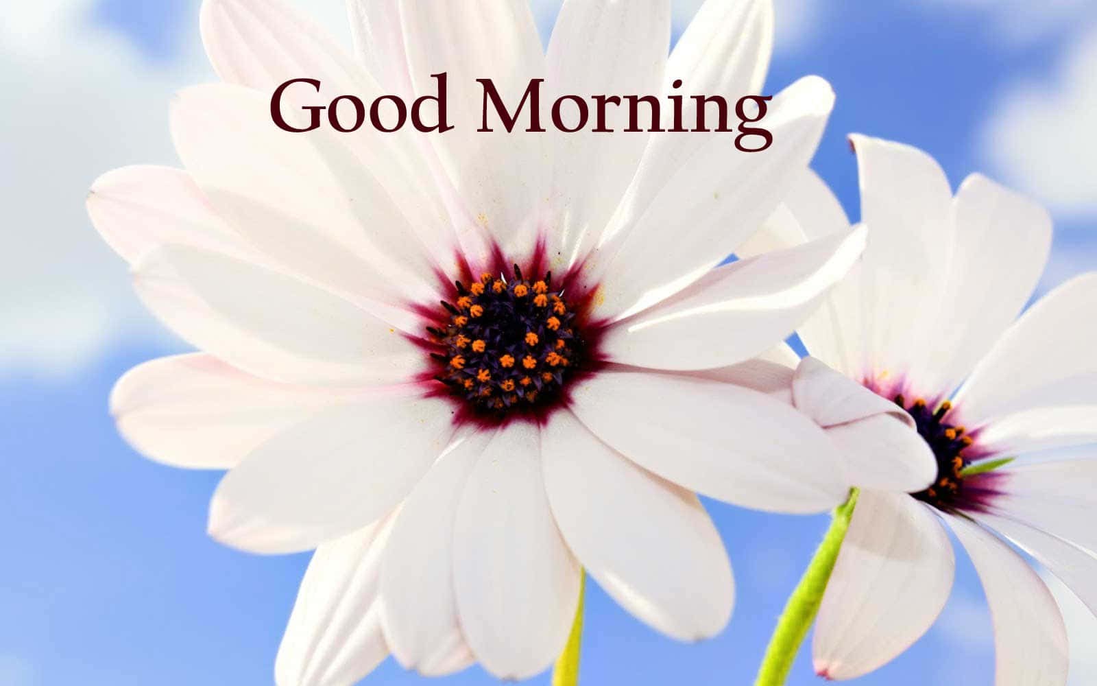 Good Morning White Flower Picture