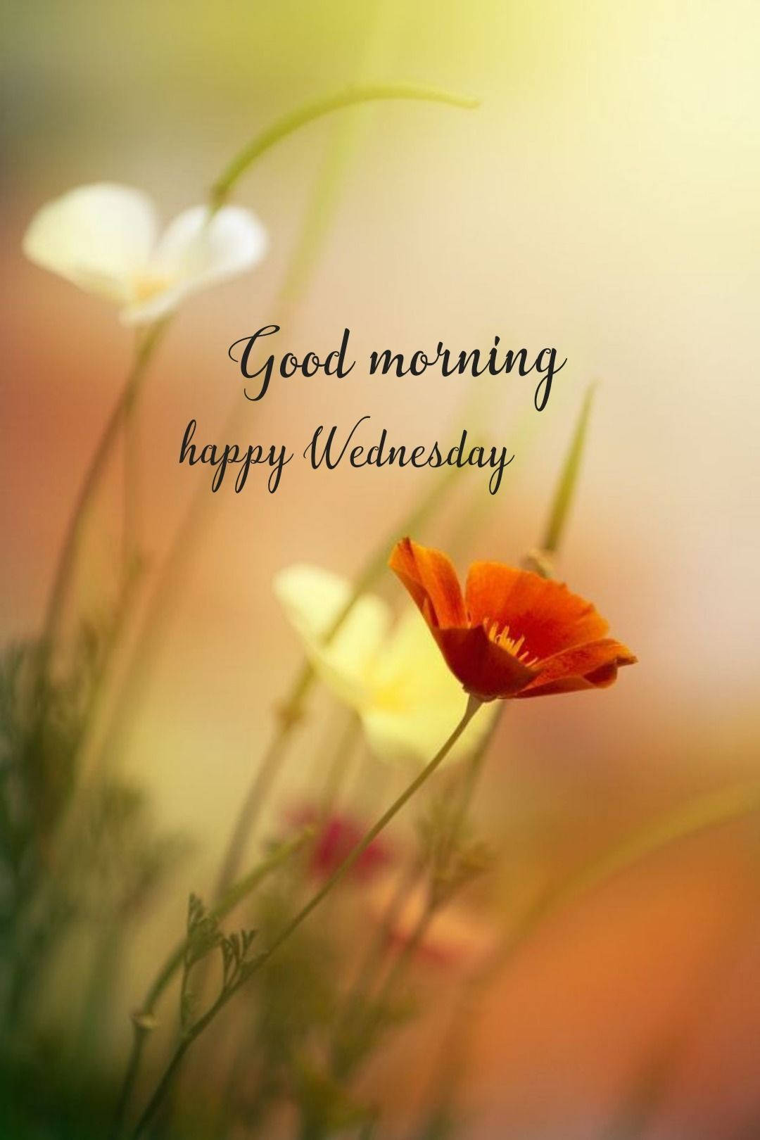 Download Good Morning Happy Wednesday Aesthetic Wallpaper 