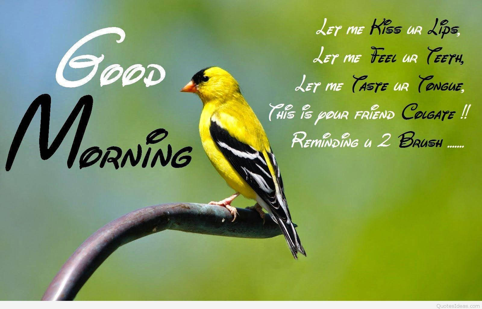 Download Good Morning Hd With A Goldfinch Wallpaper 
