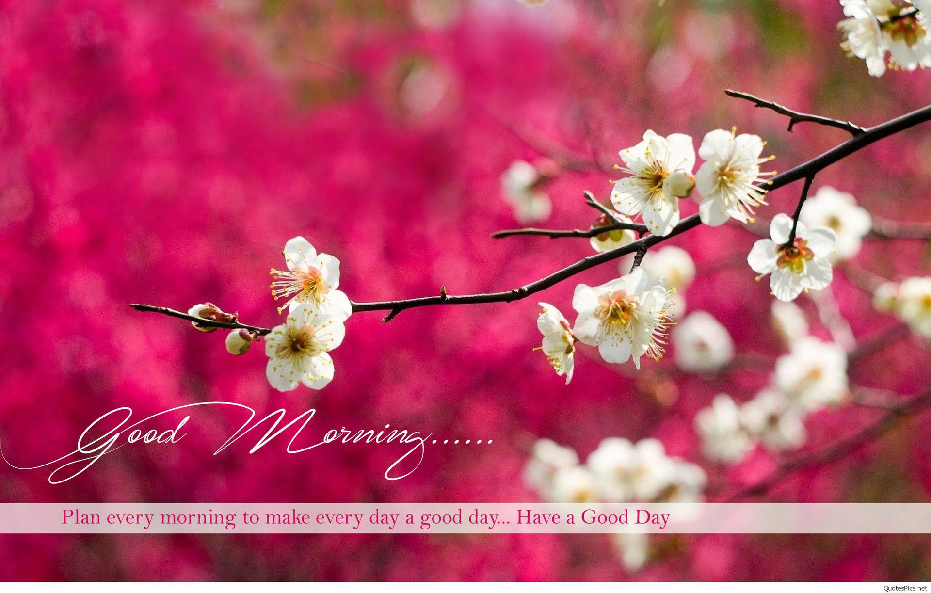 Gode morgen HD med forårets hvide blomster Wallpaper