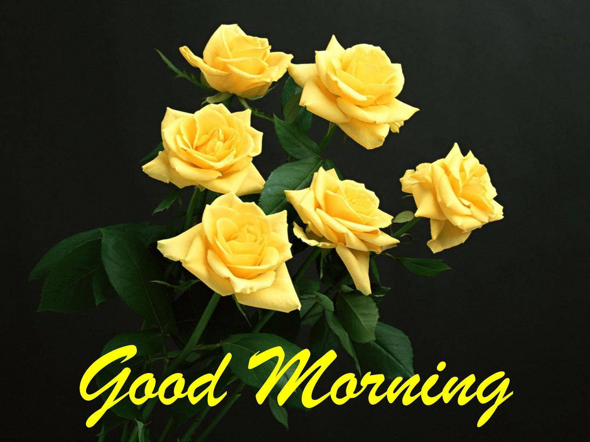 Good Morning HD With Yellow Roses Wallpaper