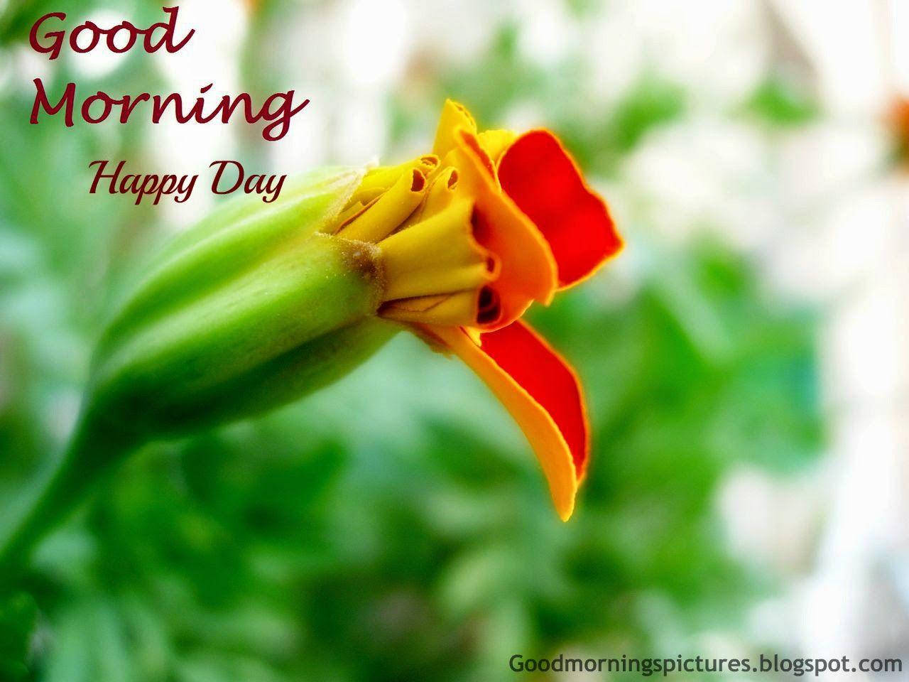 199+ Good Morning Flower Images Wallpapers {HD Pictures for Whatsapp}