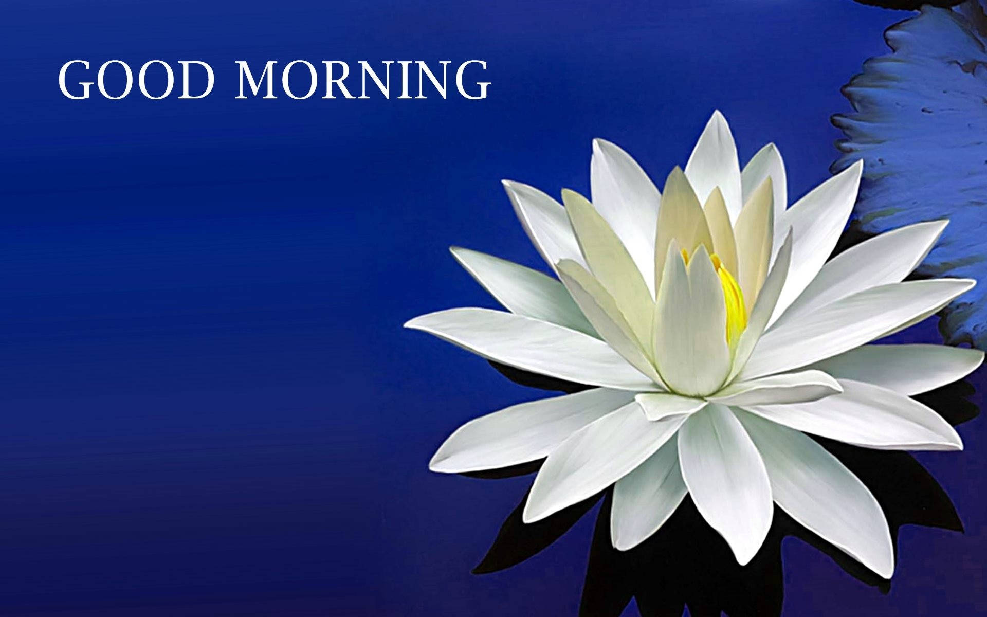 Good Morning Lotus Flower Wallpaper